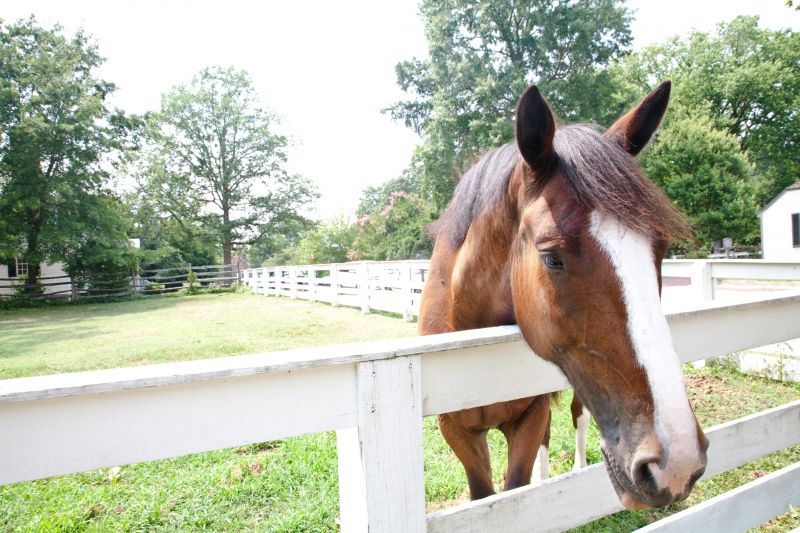 Equine Fence Installation in Pearland, TX