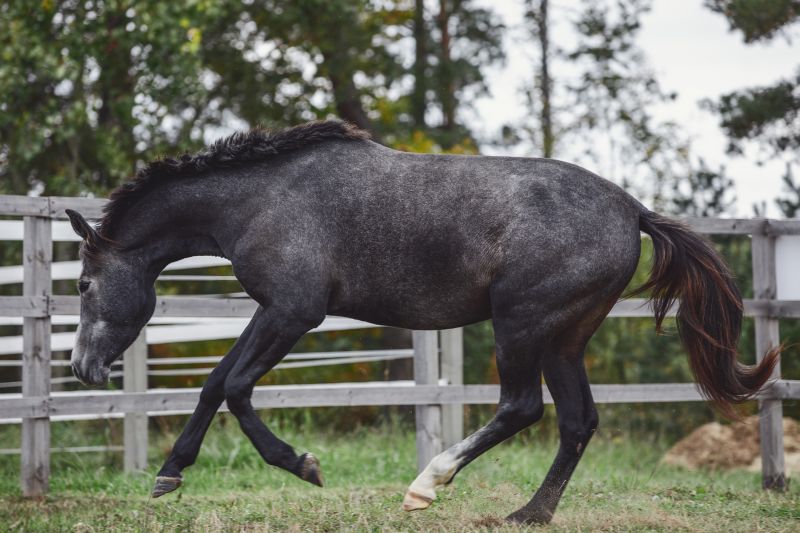 Horse Fence Replacement in Sacramento, CA