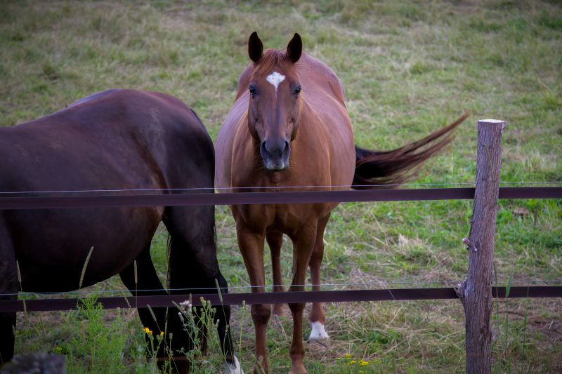 Horse Fence Replacement in South Houston, TX