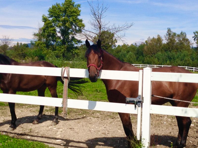 Horse Paddock Installation in Roseville, CA
